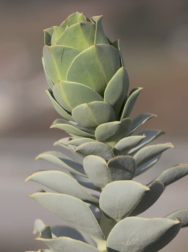 Image of Myrtle spurge