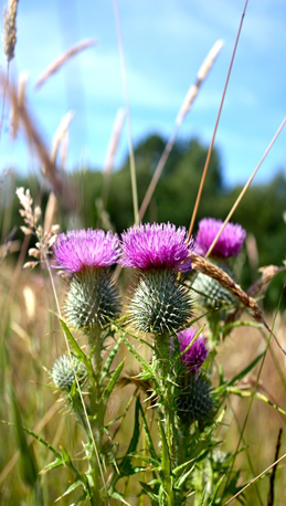Image of Scotch thistle