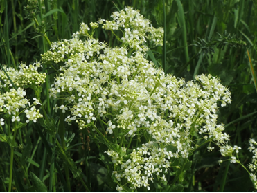 Image of Whitetop / Hoary cress